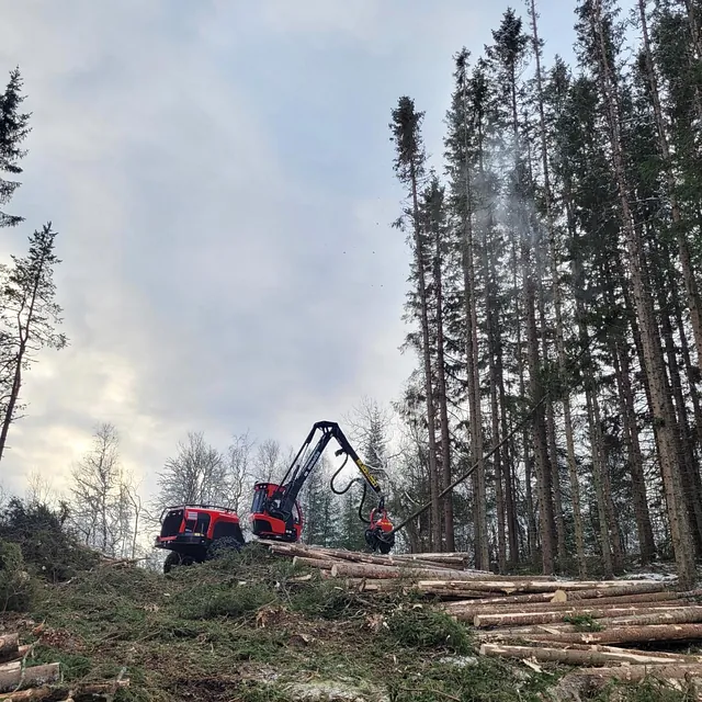 Prosjekt skog