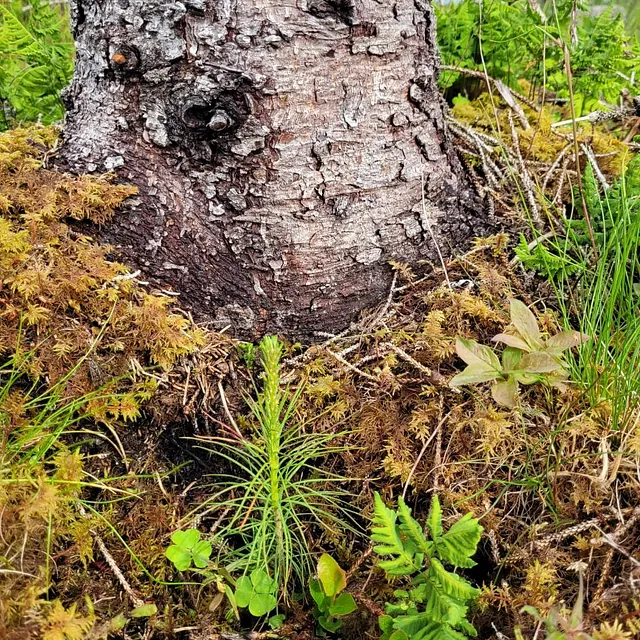 Prosjekt skog