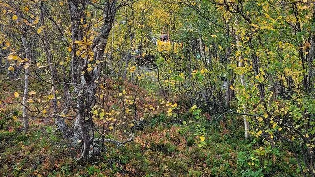 Tjenestebilde